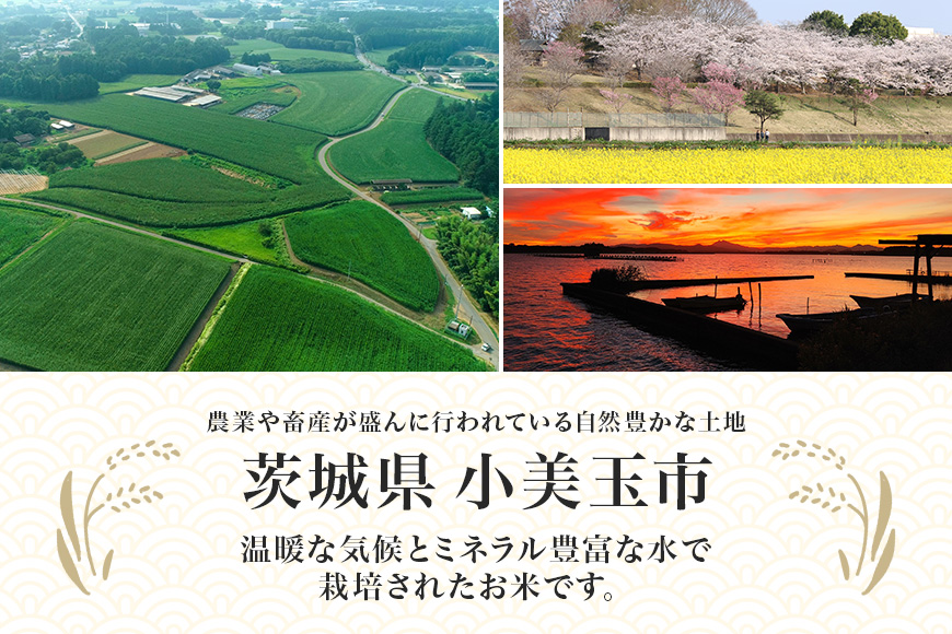 【令和6年産】 小美玉産コシヒカリ・ミルキークイーン食べ比べセット 計10kg（各5kg）10キロ 5キロ こしひかり ミルキークイーン 食べくらべ お米 白米 茨城県 小美玉市 17-L