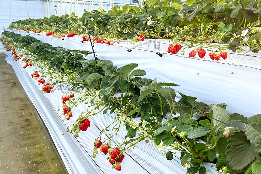 ほしうらら 『乳酸菌入りいちごパック』 400g以上入り いちご 乳酸菌 イチゴ 苺 フルーツ 果物 くだもの 健康 パック 贈答 ギフト 茨城 国産 19-AJ