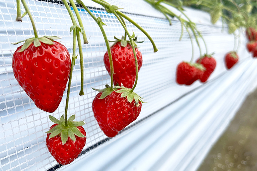 やすださん家のスイーツ園 いちご食べ放題 子ども1名（1〜3歳）40分食べ放題チケット イチゴ 苺 いちご いちご狩り 食べ放題 フルーツ 果物 フルーツ狩り チケット 体験 茨城県 楽しい 季節 農園 果物狩り 味覚狩り 19-AI