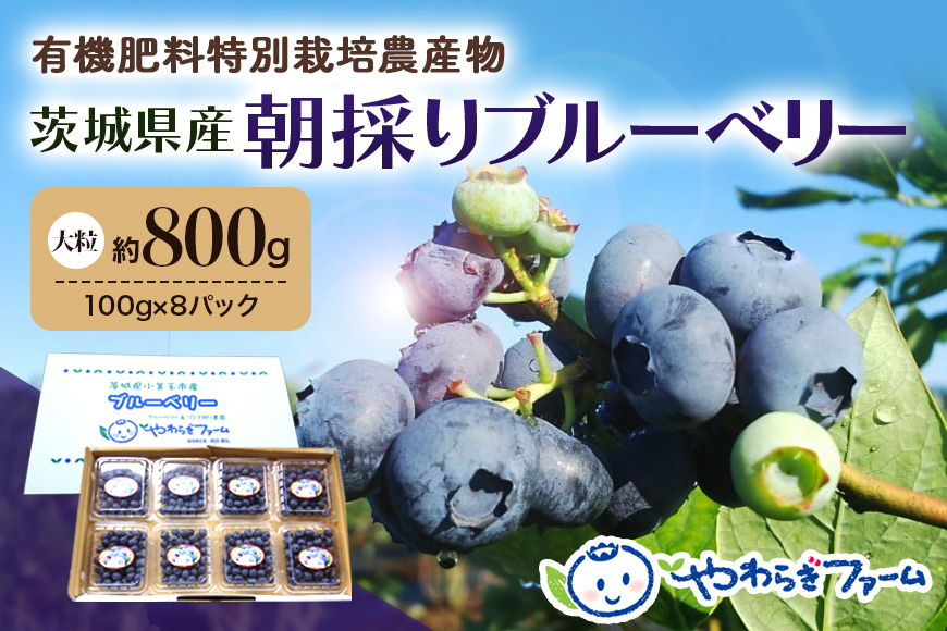 朝採り生ブルーベリー 800g（100g×8） 大粒 小分け 有機肥料 特別栽培 国産 茨城県産 冷蔵 朝採れ 朝どり 朝どれ 生果 ブルーベリー フルーツ 果物 くだもの とれたて 新鮮 ぶるーべりー 9-H 【6月中旬〜7月以降発送予定】