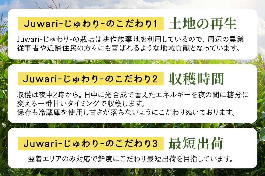 【数量限定】【2024年6〜7月発送予定】 ブランドとうもろこし【Juwari-じゅわり-】お楽しみとうもろこし（ドルチェドリーム / ゴールドラッシュネオ / ピュアホワイトSPのいずれか） 4kg以上  とうもろこし トウモロコシ 朝採り 産地直送 期間限定 甘い コーン お取り寄せ 贈り物 ギフト 贈答 41-D