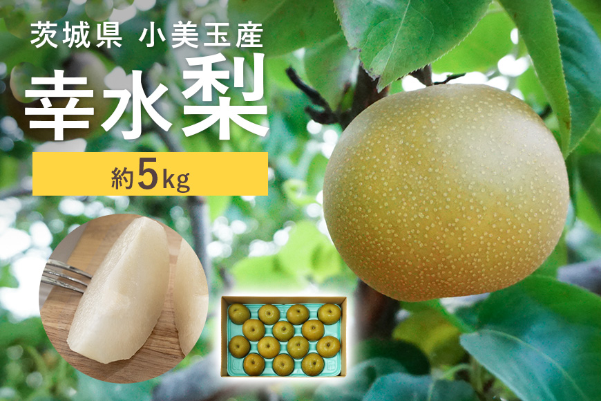 【数量限定 / 夏季限定】梨（幸水） 約5kg なし ナシ 日本梨 こうすい コウスイ 17-C 【8月中旬～下旬発送予定】