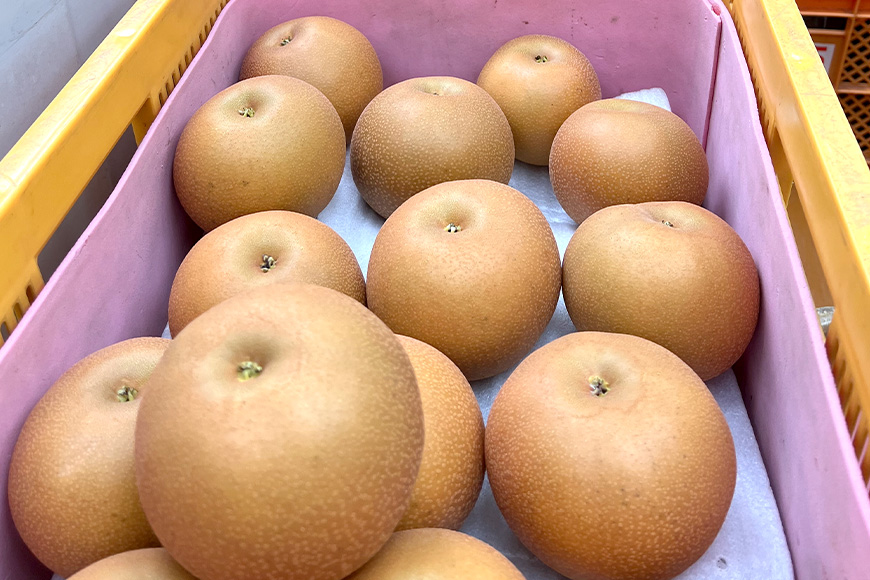 【数量限定・先行予約】【皆藤梨園】恵水(約5kg/4L~6L/12~8玉) 梨 惠水 果物 なし ナシ けいすい くだもの フルーツ 【9月上旬以降発送予定】 75-C