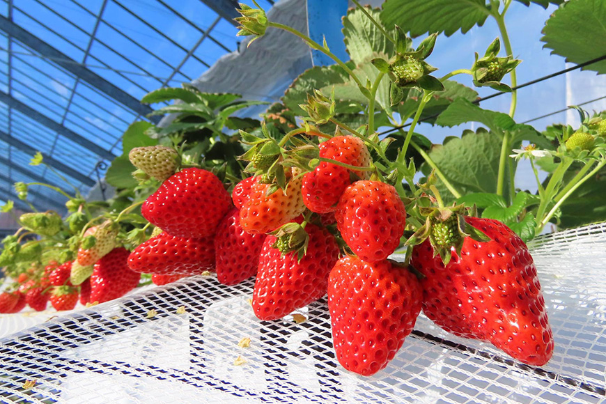 紅ほっぺ 『乳酸菌入りいちごパック』 400g以上入り いちご 乳酸菌 イチゴ 苺 フルーツ 果物 くだもの 健康 パック 贈答 ギフト 茨城 国産 19-AK