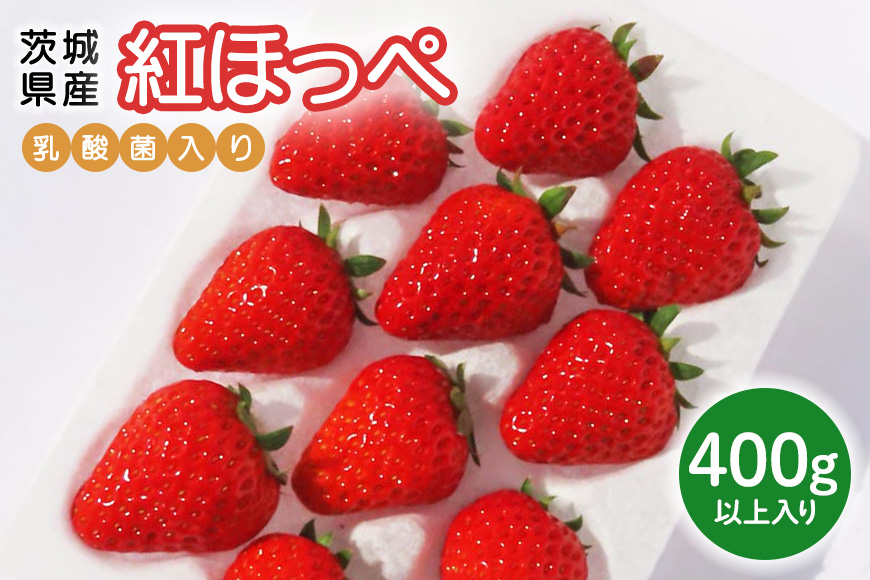 紅ほっぺ 『乳酸菌入りいちごパック』 400g以上入り いちご 乳酸菌 イチゴ 苺 フルーツ 果物 くだもの 健康 パック 贈答 ギフト 茨城 国産 19-AK