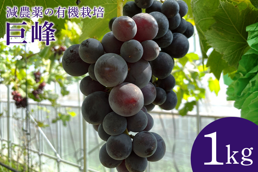 【数量限定・期間限定】 巨峰 1kg ぶどう ブドウ 葡萄 果物 フルーツ 70-E