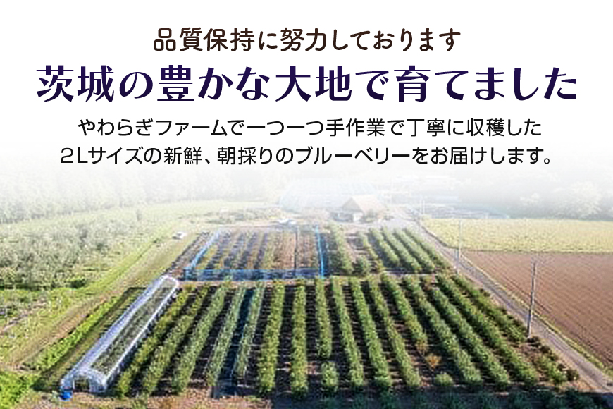 朝採り生ブルーベリー 800g（100g×8） 大粒 小分け 有機肥料 特別栽培 国産 茨城県産 冷蔵 朝採れ 朝どり 朝どれ 生果 ブルーベリー フルーツ 果物 くだもの とれたて 新鮮 ぶるーべりー 9-H 【6月中旬〜7月以降発送予定】