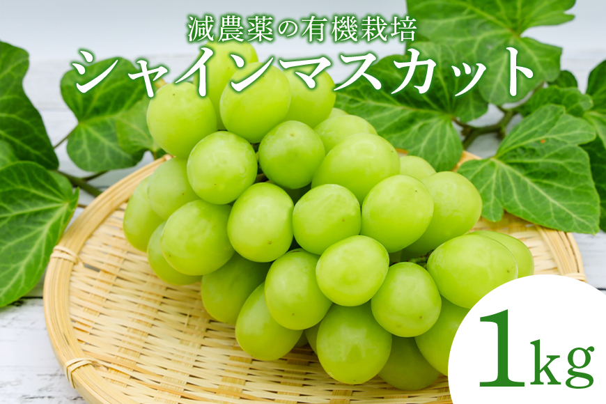 【数量限定・期間限定】 シャインマスカット 1kg マスカット ぶどう ブドウ 葡萄 果物 フルーツ 70-I