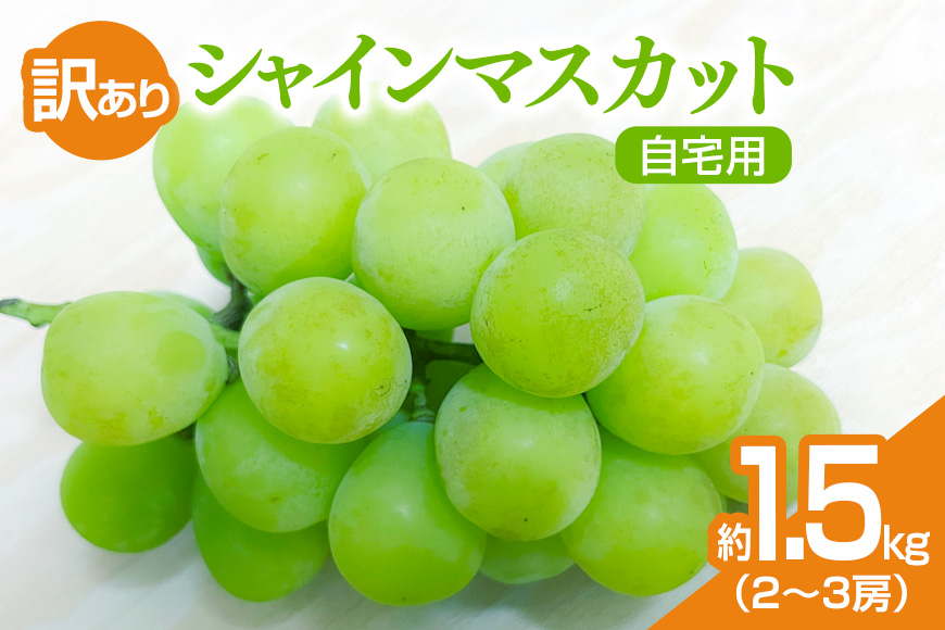 【数量限定・期間限定】 訳あり シャインマスカット 約1.5kg（2～3房） 自宅用 ぶどう ブドウ マスカット 葡萄 【9月中旬～10月下旬発送予定】 56-B