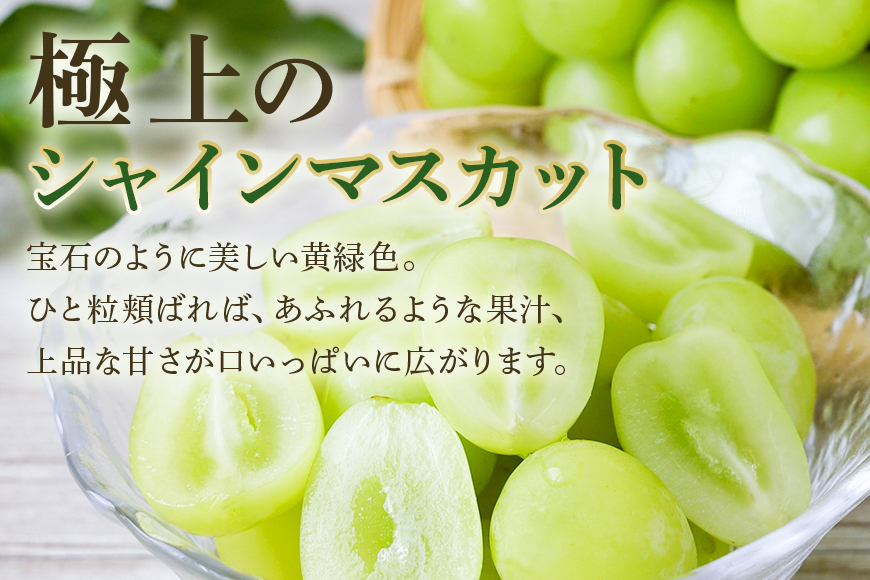 ＜2025年 先行予約＞ シャインマスカット 数量限定 3kg 農園直送 期間限定 果物 フルーツ ブドウ 葡萄 ぶどう 8月下旬以降発送 冷蔵 小美玉市 70-K
