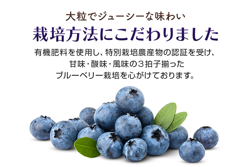 朝採り生ブルーベリー 800g（100g×8） 大粒 小分け 有機肥料 特別栽培 国産 茨城県産 冷蔵 朝採れ 朝どり 朝どれ 生果 ブルーベリー フルーツ 果物 くだもの とれたて 新鮮 ぶるーべりー 9-H 【6月中旬〜7月以降発送予定】