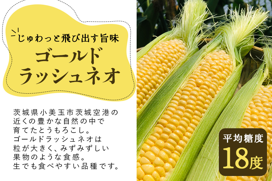 【数量限定 / 先行予約】＜2025年夏発送予定＞ブランドとうもろこし【Juwari-じゅわり-】ゴールドラッシュネオ 約4kg以上（8～10本入り） とうもろこし トウモロコシ とうきび コーン スイートコーン 生 甘い 野菜 黄色 お取り寄せ 贈り物 ギフト 贈答 朝採り 産地直送 期間限定 甘い 黄色 41-A