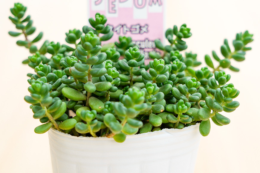 セダムお任せ 3種類×3ポットセット（合計9ポット） セダム 多肉 植物 品種 おまかせ 種類 セット 寄せ植え 観葉 苗 室内 育成 おしゃれ ギフト 贈り物 プレゼント 茨城 55-D