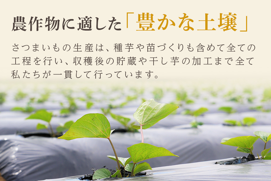 【12ヶ月定期便】干し芋（紅はるか） 1.2kg 干しいも 1.2キロ ダイエット 小分け ギフト プレゼント 国産 無添加 茨城県産 紅はるか べにはるか さつまいも サツマイモ お芋 おいも おやつ お菓子 和菓子 和スイーツ お取り寄せ ほしいも ほし芋 1年間（12か月間）届く 150g×8袋×12回 12-N