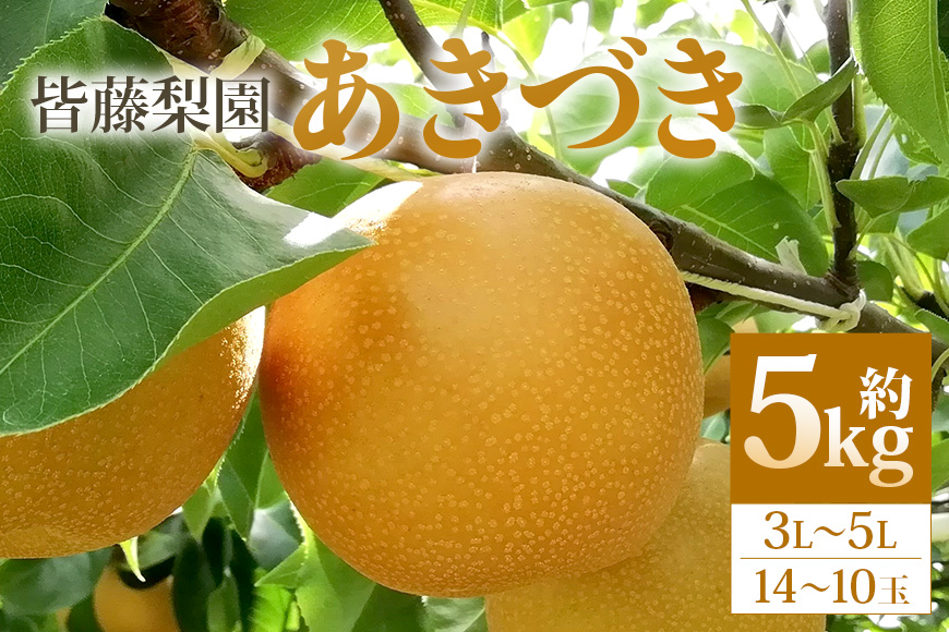 【数量限定・先行予約】【皆藤梨園】あきづき（約5kg/3L～5L/14～10玉） 梨 あきづき 果物 なし ナシ 秋月 くだもの フルーツ 【9月上旬以降発送予定】 75-D