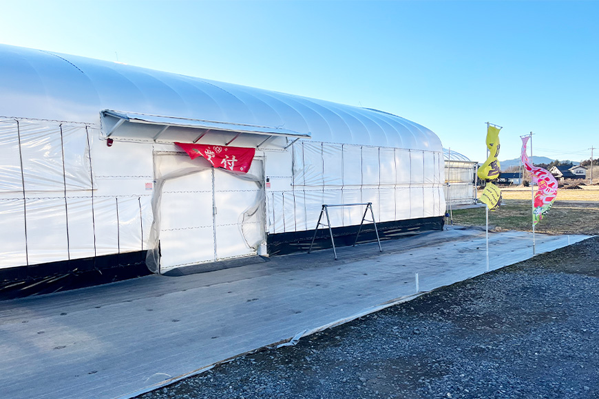 ほしうらら 『乳酸菌入りいちごパック』 400g以上入り いちご 乳酸菌 イチゴ 苺 フルーツ 果物 くだもの 健康 パック 贈答 ギフト 茨城 国産 19-AJ