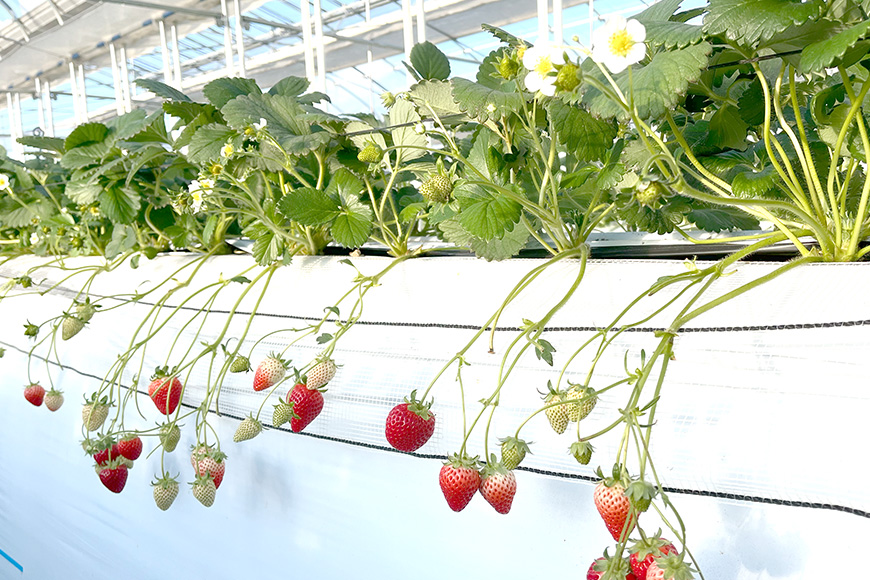 よつぼし 『乳酸菌入りいちごパック』 400g以上入り いちご 乳酸菌 イチゴ 苺 フルーツ 果物 くだもの 健康 パック 贈答 ギフト 茨城 国産 19-AL