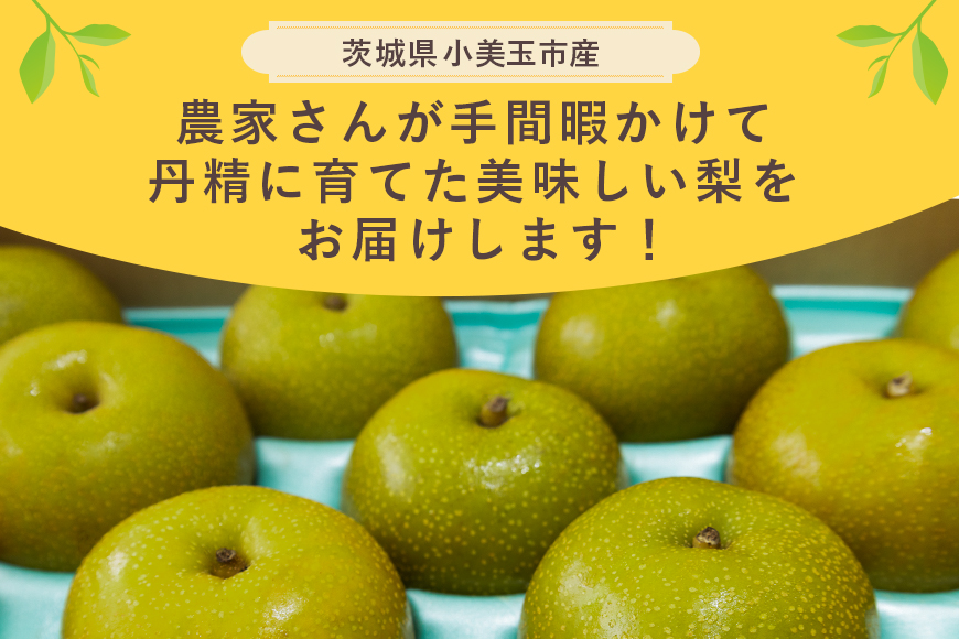 【数量限定 / 夏季限定】梨（幸水） 約5kg なし ナシ 日本梨 こうすい コウスイ 17-C 【8月中旬～下旬発送予定】