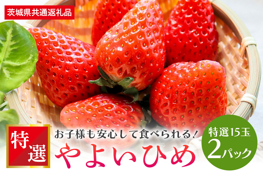 【数量限定・先行予約】やよいひめ 特選15玉 2パック いちご イチゴ 苺 フルーツ 果物 くだもの 国産 茨城県産 高糖度 甘い ＜2026年1月中旬～3月上旬発送予定＞ （茨城県共通返礼品 石岡市） 71-C