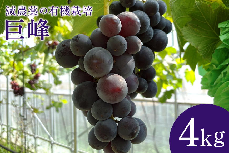 【数量限定・期間限定】 巨峰 4kg ぶどう ブドウ 葡萄 果物 フルーツ 70-H