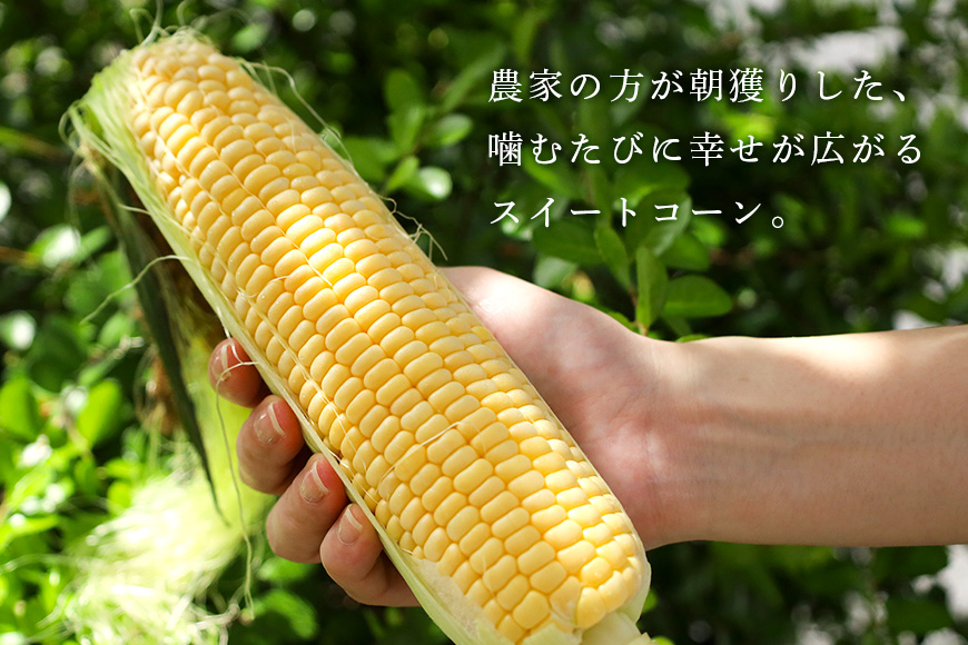 【数量限定 / 夏季限定】朝穫りとうもろこし 約5kg トウモロコシ 朝どれ 朝採れ 朝採り 17-N 【6月下旬～7月中旬発送予定】