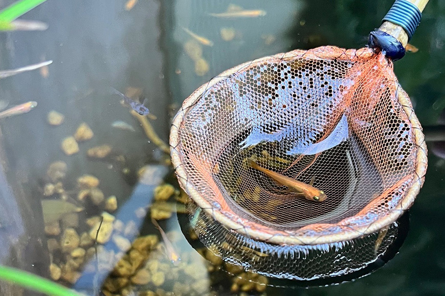 メダカ用 タモ網大（太）・タモ網大（細）・タモ網型キーホルダー 3点セット メダカ タモ 網 キーホルダー セット めだか タモ網 手作り 天然素材 高品質 軽量 耐久 飼育 83-P