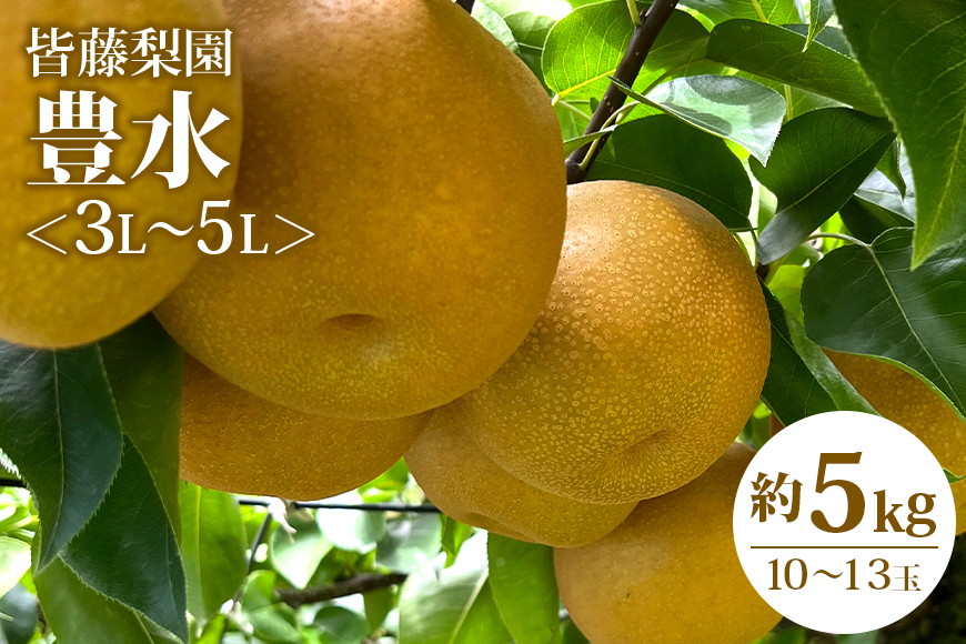 【数量限定・期間限定】【皆藤梨園】豊水（約5kg/3L～5L/10～13玉　秀品） 梨 豊水 果物 なし ナシ ほうすい くだもの フルーツ 数量限定 期間限定 先行予約 75-B