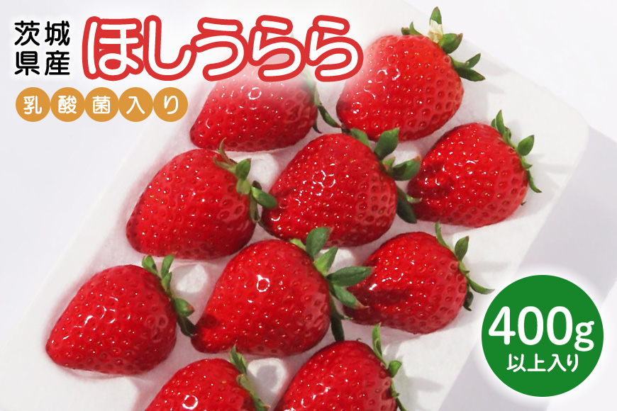 ほしうらら 『乳酸菌入りいちごパック』 400g以上入り いちご 乳酸菌 イチゴ 苺 フルーツ 果物 くだもの 健康 パック 贈答 ギフト 茨城 国産 19-AJ