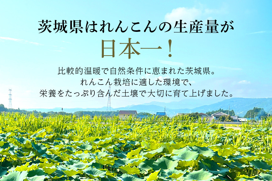 【数量限定・先行予約】＜11月中旬～12月上旬発送予定＞ ご家庭用ちょっと小さめ れんこん 約4kg 17-AF