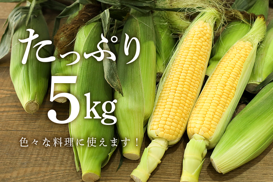 【数量限定 / 夏季限定】朝穫りとうもろこし 約5kg トウモロコシ 朝どれ 朝採れ 朝採り 17-N 【6月下旬～7月中旬発送予定】