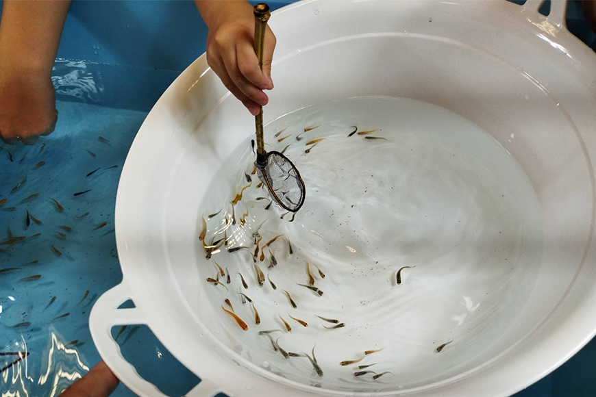 メダカ用 タモ網大（太）・タモ網大（細）・タモ網型キーホルダー 3点セット メダカ タモ 網 キーホルダー セット めだか タモ網 手作り 天然素材 高品質 軽量 耐久 飼育 83-P