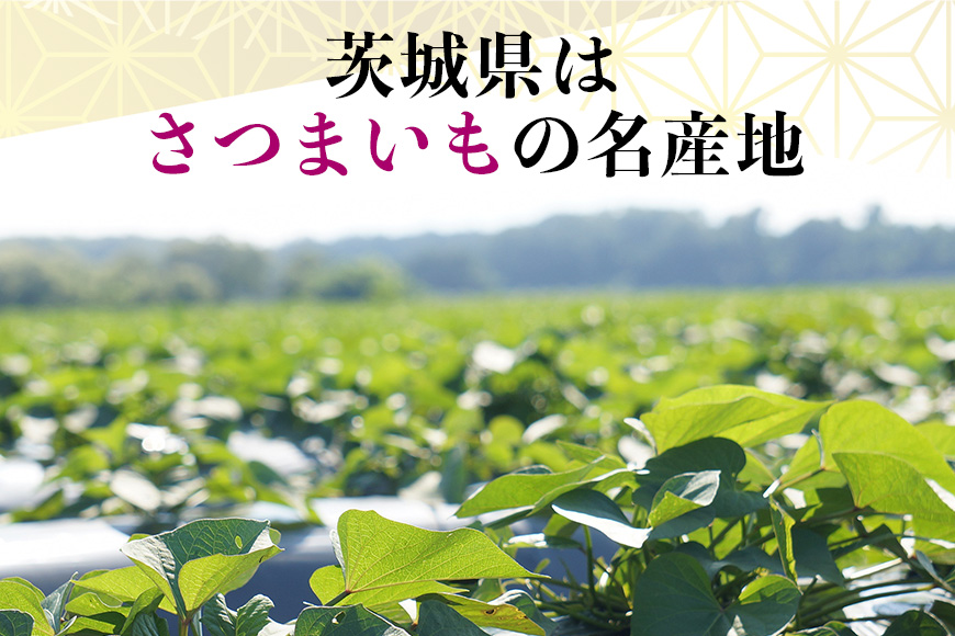 ãã€ãŸãã çŽ
ã¯ãã èŠæ Œå€å 5kg ãµããã€ã¢ ãã€ãŸè çè ã¹ã«ã¯ãã èš³ãã åœç£ èšåçç£ ç®± çŽé ãããã çŒãã çŒãè çŒè ãã〠ã¹ã€ãŒãäœã ã±ãŒãäœã ã¹ã€ãŒãããã 倧åŠè 倧åŠãã 12-AW