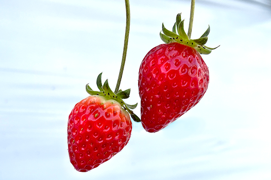 やすださん家のスイーツ園 いちご食べ放題 子ども1名（1〜3歳）40分食べ放題チケット イチゴ 苺 いちご いちご狩り 食べ放題 フルーツ 果物 フルーツ狩り チケット 体験 茨城県 楽しい 季節 農園 果物狩り 味覚狩り 19-AI