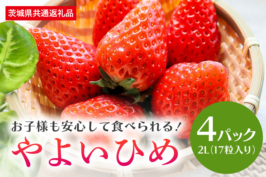 【数量限定・先行予約】やよいひめ 2L（17粒入り）×4パック 1kg以上 いちご イチゴ 苺 フルーツ 果物 くだもの 国産 茨城県産 高糖度 甘い ＜2026年1月中旬～3月上旬発送予定＞ （茨城県共通返礼品 石岡市） 71-A