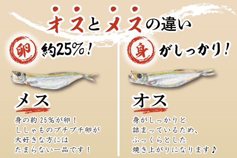 ししゃも雄雌食べ比べ ４ｋｇ セット 訳アリ シシャモ ししゃも カラフトししゃも 大洗 規格外 訳あり わけあり 傷