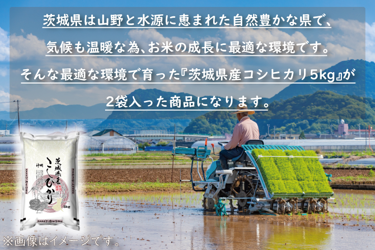 令和6年産  茨城 コシヒカリ 10kg (5kg×２袋) 米 お米 おこめ 白米 ライス ご飯 精米 こしひかり 国産 茨城県産