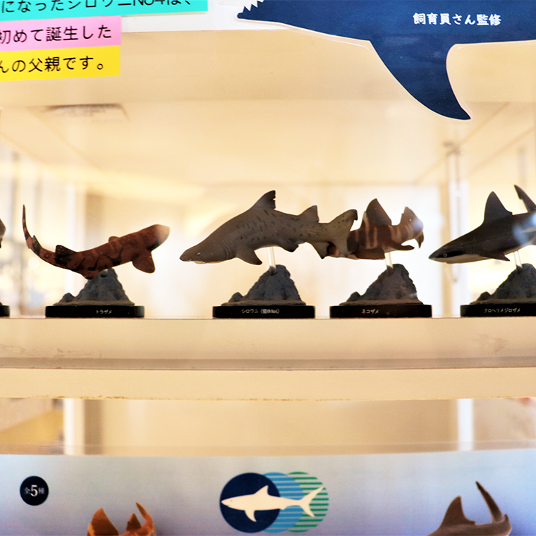 オリジナル フィギュア SHARKS 1st  3個 セット アクアワールド 大洗 飼育員 監修 オリジナル グッズ コレクション 茨城 水族館 鮫 さめ サメ 限定