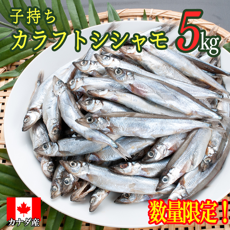 【数量限定】 子持ち カラフトシシャモ 5kg （500g ×10袋） 訳あり シシャモ カラフトししゃも 大洗 規格外 訳アリ わけあり 傷