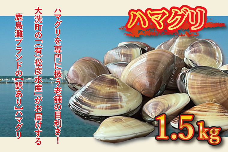 期間限定 鹿島灘 ハマグリ 訳あり 1.5kg 砂抜き済み はまぐり 蛤 わけあり 国産 天然 茨城県産 鹿島灘産 焼き蛤 BBQ おせち お雑煮 お吸い物 ラーメン パスタ