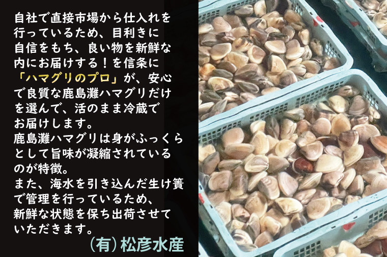 期間限定 鹿島灘 ハマグリ 訳あり 1.5kg 砂抜き済み はまぐり 蛤 わけあり 国産 天然 茨城県産 鹿島灘産 焼き蛤 BBQ おせち お雑煮 お吸い物 ラーメン パスタ