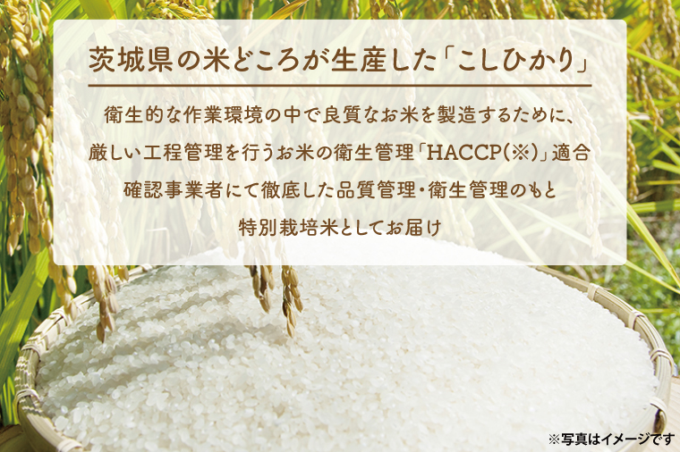 ＜令和6年産＞ 新米 吟穂豊穣こしひかり 5kg 精米 特別栽培 (茨城県共通返礼品・常陸太田市産) 新米 コシヒカリ こしひかり 米 ごはん コメ お米 白米 国産 茨城県産
