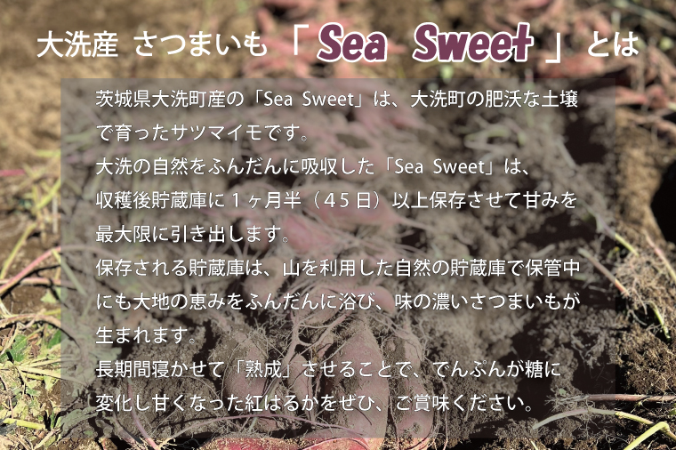 【先行予約】 大洗産 さつまいも 紅はるか 2.5kg （8本前後） 「Sea Sweet」 長期熟成 茨城県産 サツマイモ 土付き 生芋 芋 さつま芋 薩摩芋 甘藷 べにはるか