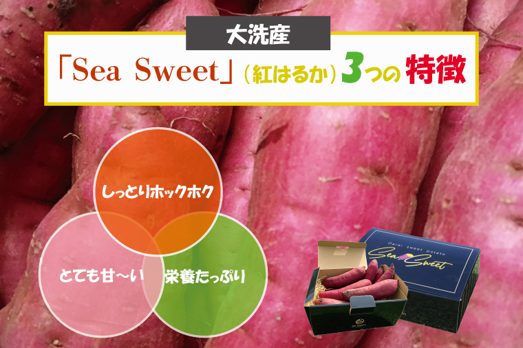 【先行予約】 大洗産 さつまいも 紅はるか 2.5kg （8本前後） 「Sea Sweet」 長期熟成 茨城県産 サツマイモ 土付き 生芋 芋 さつま芋 薩摩芋 甘藷 べにはるか