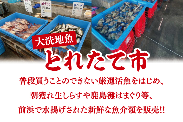 大洗地魚とれたて市クーポン券 3,000円分 (1,000円分×3) 地魚 鮮魚 活魚 朝獲れ 魚介類 漁協 大洗産 大洗 チケット