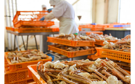 ボイル 本ずわいがに 爪 500g×1 カジマ ずわい蟹 ズワイガニ ずわいがに かに カニ 蟹 かに爪 カニ爪