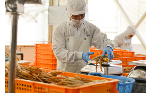 ボイル 本ずわいがに 爪 500g×1 カジマ ずわい蟹 ズワイガニ ずわいがに かに カニ 蟹 かに爪 カニ爪