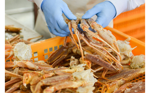 【12月25日決済確定分まで年内発送】 ボイル 本ずわいがに 爪 1kg (500g × 2) カジマ ずわい蟹 ズワイガニ ずわいがに かに カニ 蟹 かに爪 カニ爪