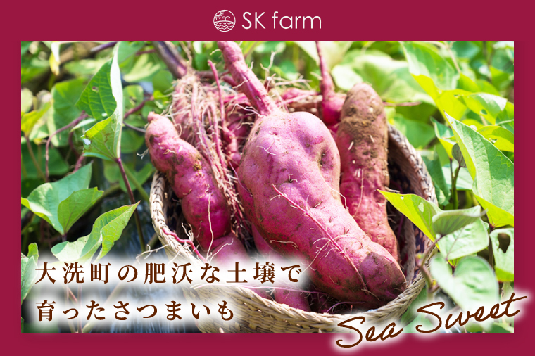 å·åçŒãè ãSea Sweetã 2.5kg åçš®ããŸããè©°ãåãã 3ïœ5çš®é¡ è©°åãã çŽ
ã¯ãã / ãã¿ãŸãã / 玫ãã / çŽ
ãŸãã / çŽ
ãã㟠/ æ ããã ã ç空ãã㯠åå
è£
å·å çŒãè ãã€ãŸãã ãããã ã¹ã€ãŒã ç£å°çŽé