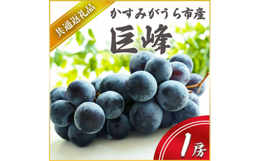 巨峰 1房 先行予約 ぶどう ブドウ 葡萄 フルーツ 茨城 新鮮 2026年7月より順次発送予定 (県内共通返礼品:かすみがうら市産) (BR040)