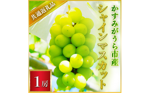 シャインマスカット 1房 ＜2026年7月より順次発送予定＞ (県内共通返礼品:かすみがうら市産) 先行予約 ぶどう ブドウ 葡萄 フルーツ 茨城 新鮮 (BR041)